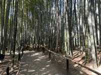 靜謐之美：探訪京都高台寺的歷史與風情