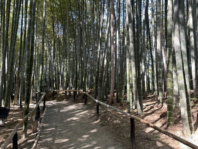 靜謐之美：探訪京都高台寺的歷史與風情