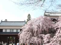 Chasing Sakura at Ueda Castle in Shishu, Nagano