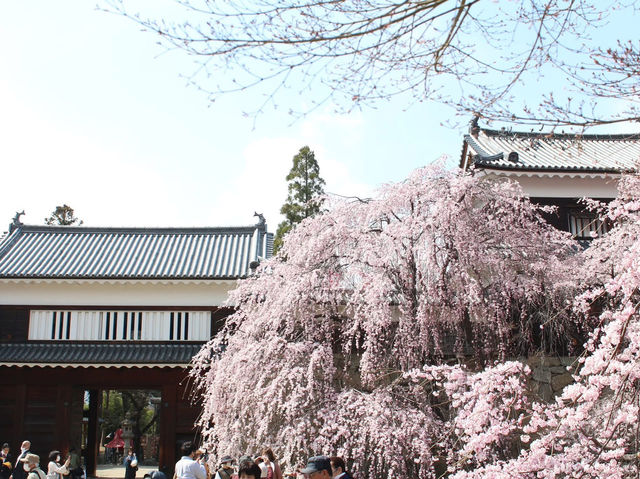 Chasing Sakura at Ueda Castle in Shishu, Nagano