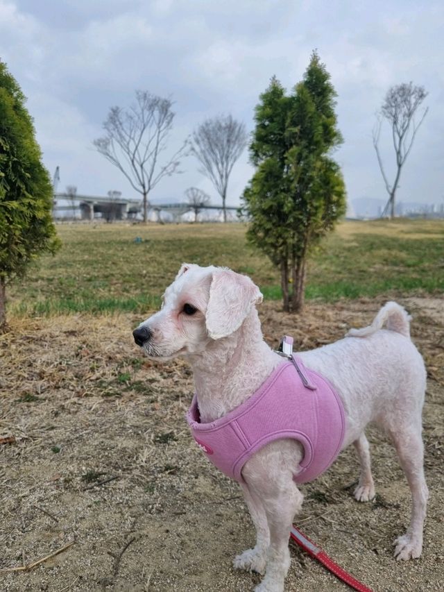 강아지와 산책하며 힐링하기 좋은 한적한 한강공원🏞