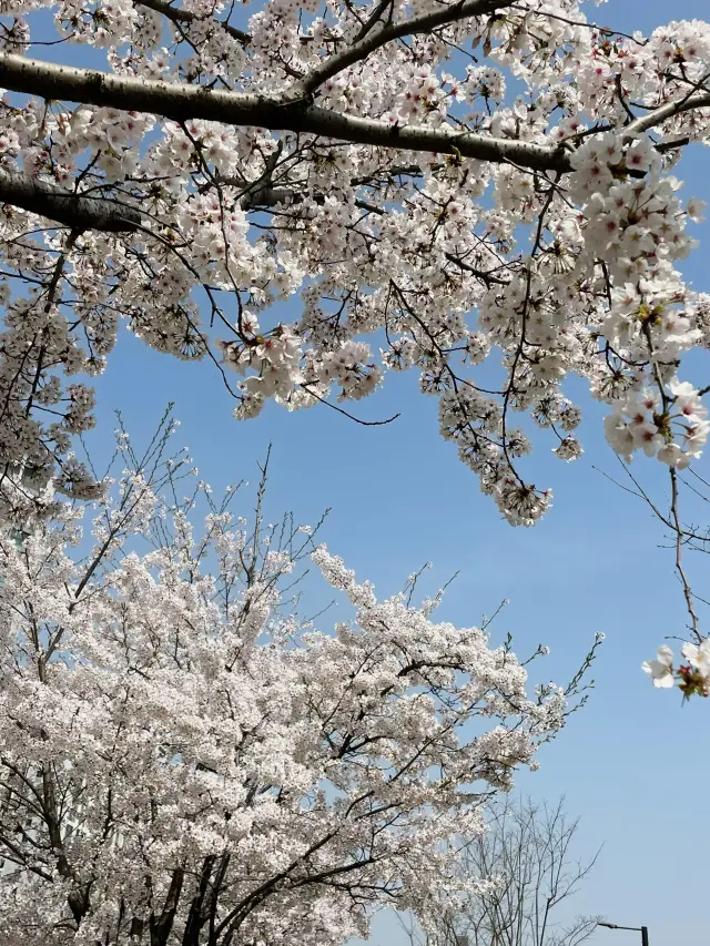 Sangil-dong Cherry Blossom Trip!!