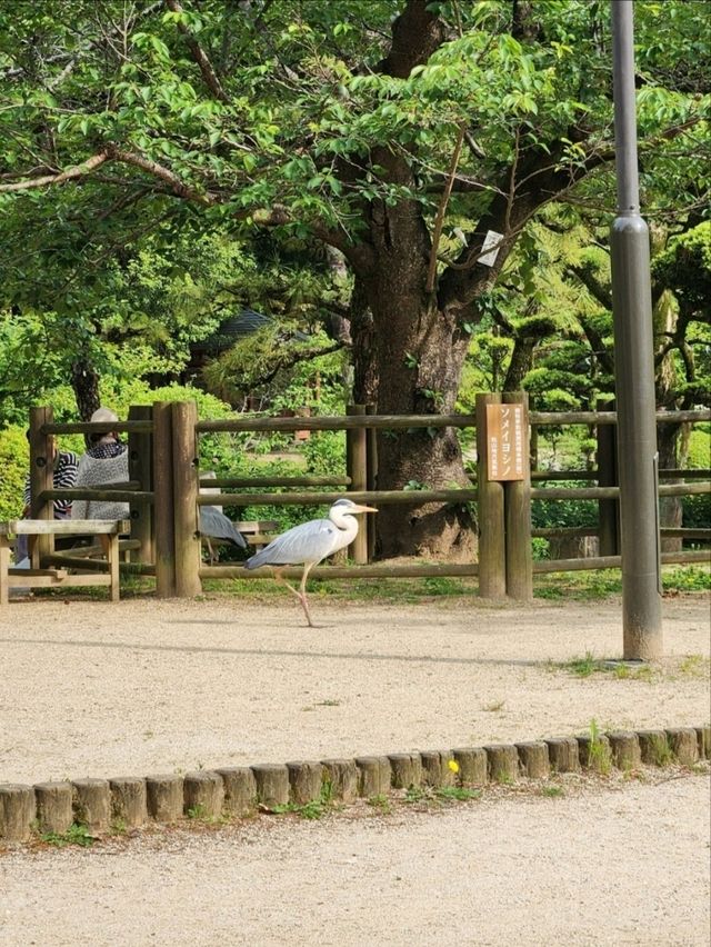 도고온천 여행기: 센과 치히로의 온천 속으로 ♨️