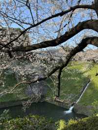 [부도칸] 봄바람 흩날리며~🌸 도심속 고요한 벚꽃명소