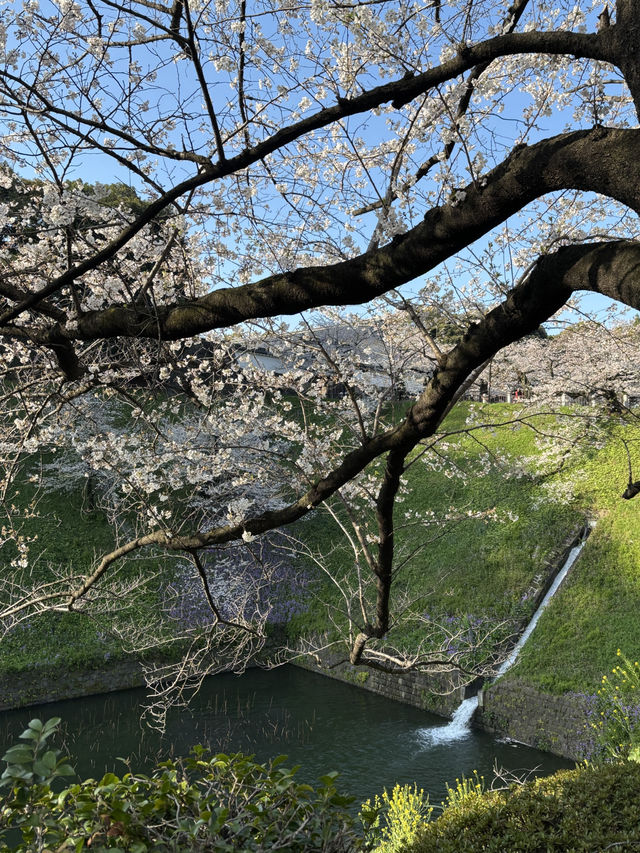 [부도칸] 봄바람 흩날리며~🌸 도심속 고요한 벚꽃명소