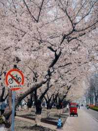 Long Museum (West Bund) Cherry Blossoms - Shanghai’s Industrial-Chic Sakura Spot