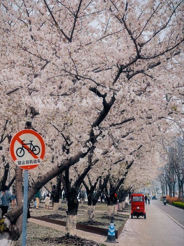 Long Museum (West Bund) Cherry Blossoms - Shanghai’s Industrial-Chic Sakura Spot