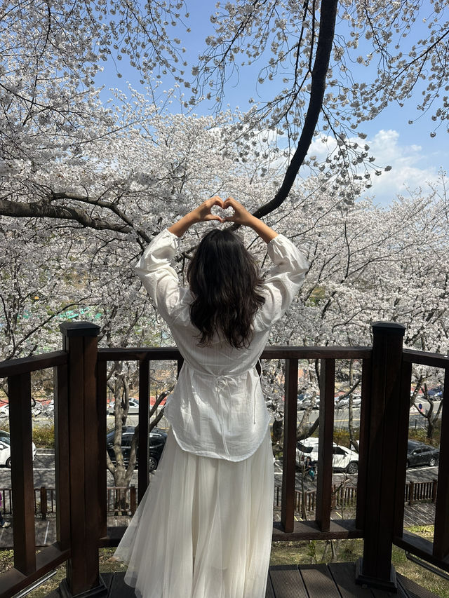 진주 벚꽃명소 여기 빨리 가!