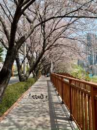 벚꽃 데이트 부산북구편 🌸🌸