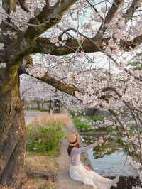 朝日に染まる桜🌸💓