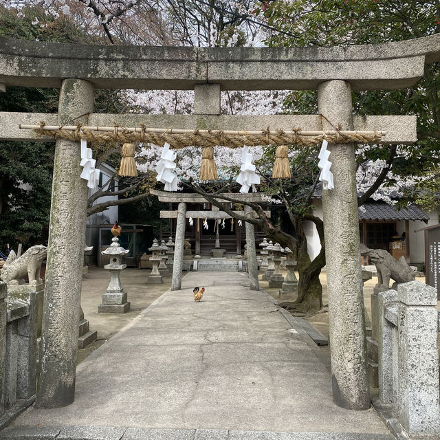 【山口県下関市長府🇯🇵忌宮神社】長府の中心に佇む歴史ある神社⛩️