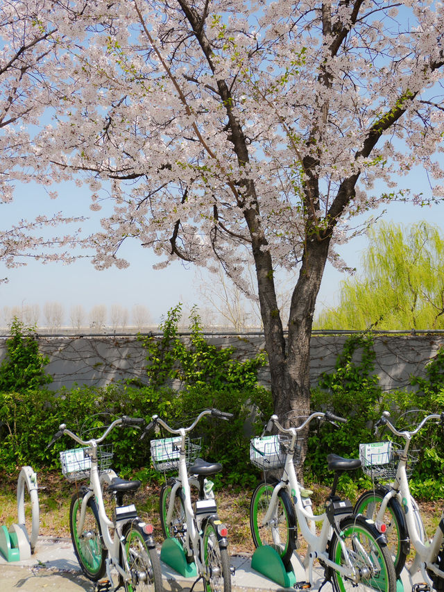 서울 도심 속 벚꽃 힐링 산책길🌸, 안양천
