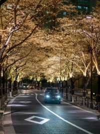ライトアップが美しすぎる！アークヒルズの夜桜スナップ