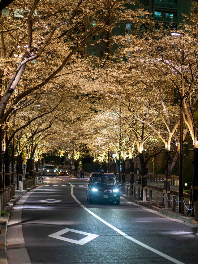 ライトアップが美しすぎる！アークヒルズの夜桜スナップ