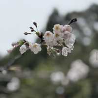 祝山觀日步道 Zhushan Sunrise Trail
