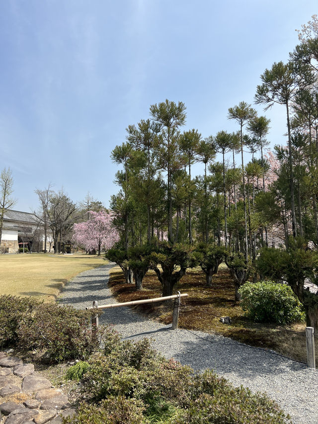 다양한 종류의 벚꽃🌸을 보고 싶다면 무조건 니조성 🏯 元離宮二条城