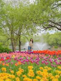 그냥 산책하러 갔는데… 완전 튤립축제🌼