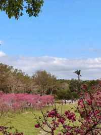  不用飛日本也能賞櫻，中科葳立公園夢幻櫻花盛開。