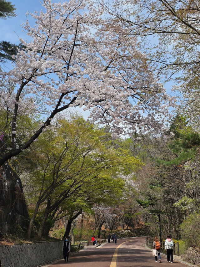 Namsan Seoul Tower — A Blossom-Filled Spring Escape in the Heart of Seoul