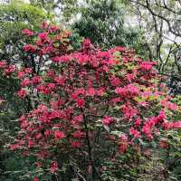 一抹山林紅：獅仔頭山春日金毛杜鵑花季