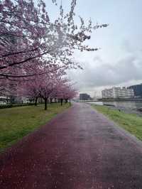 Spring Blossoms Season in Tokyo