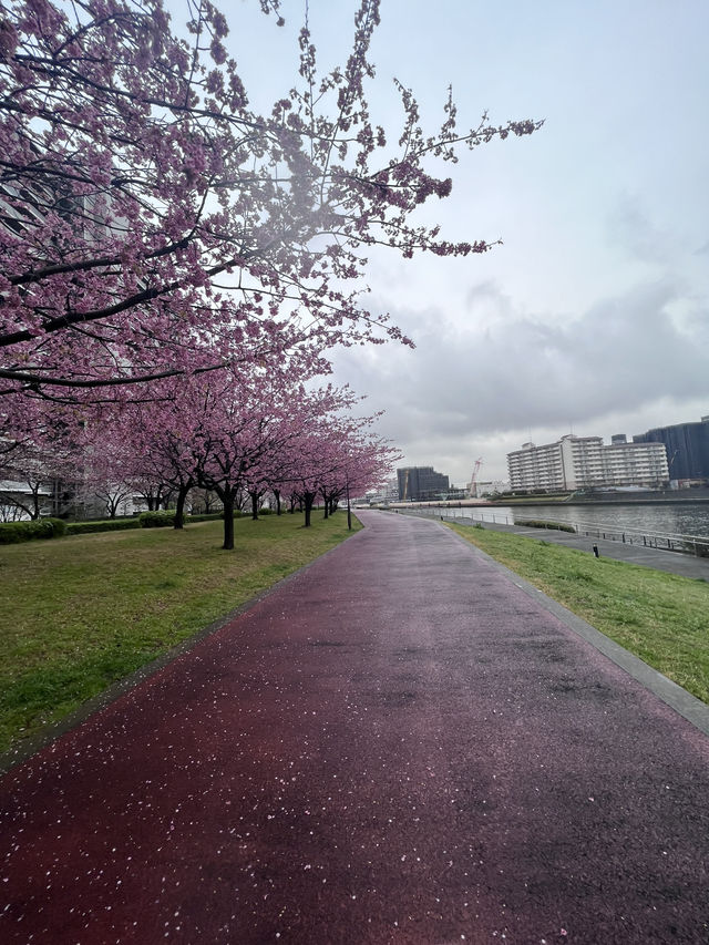 Spring Blossoms Season in Tokyo