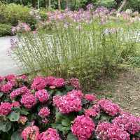 春日浪漫繡球花海・大安森林公園花季限定美景