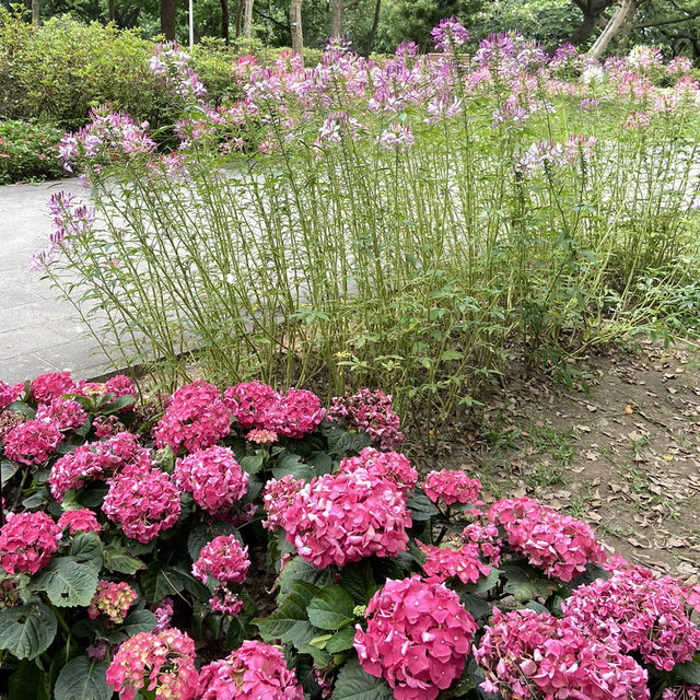 春日浪漫繡球花海・大安森林公園花季限定美景