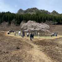 【熊本県🇯🇵観音桜】南阿蘇の観光名所☺️観音桜へ🌸