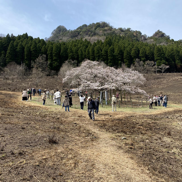 【熊本県🇯🇵観音桜】南阿蘇の観光名所☺️観音桜へ🌸