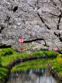 Kawagoe Cherry Blossoms– A Time-Warped Sakura Experience