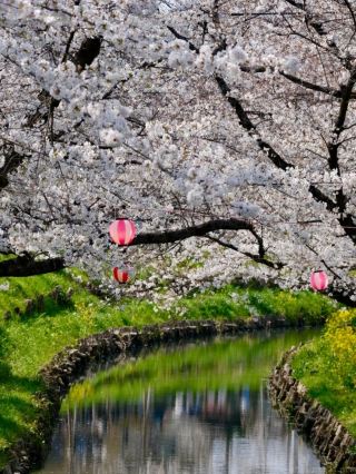 Kawagoe Cherry Blossoms– A Time-Warped Sakura Experience