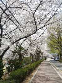 CHERRY BLOSSOMS IN FULL GLORY, THE MOST SWEETEST MOMENT