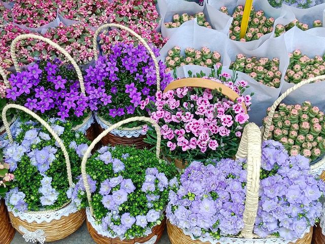 Netherlands Flower town / Dutch Flower town
