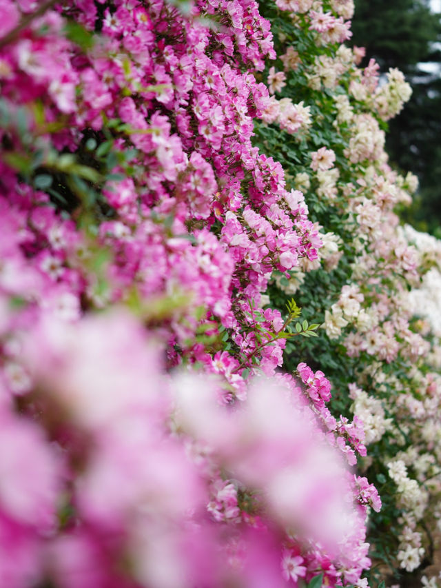 【群馬】600種7000株の薔薇の楽園