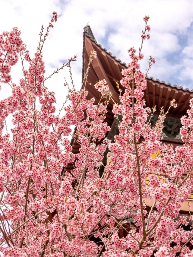 Cherry Blossoms at Daxiongjiang Temple, Liangzhu – A Hidden Gem in Full Bloom