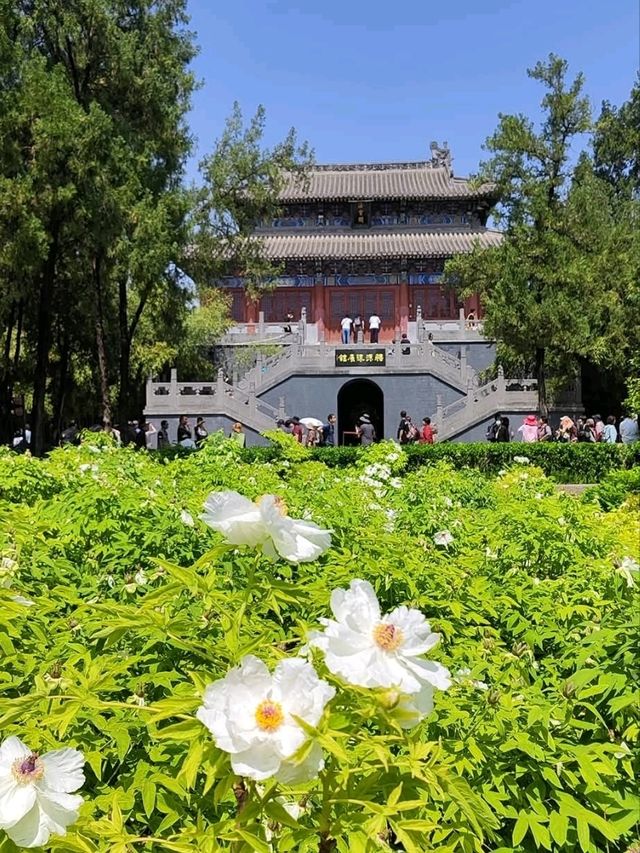 洛陽必遊的白馬寺