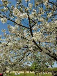 Nagai Park Cherry Blossoms– A Sports Lover’s Hanami Paradise