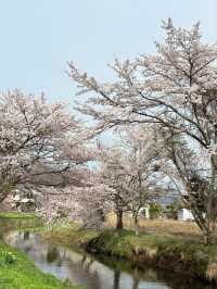 Oshino Village Cherry Blossoms – A Fairytale Fuji Floral Escape