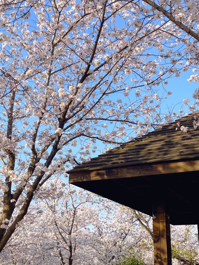 Blossoms of the City: Springtime Serenity at Gucun Park