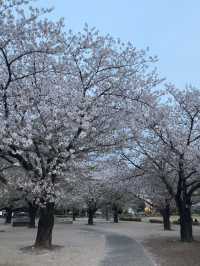 東京｜木場公園的櫻花魅力
