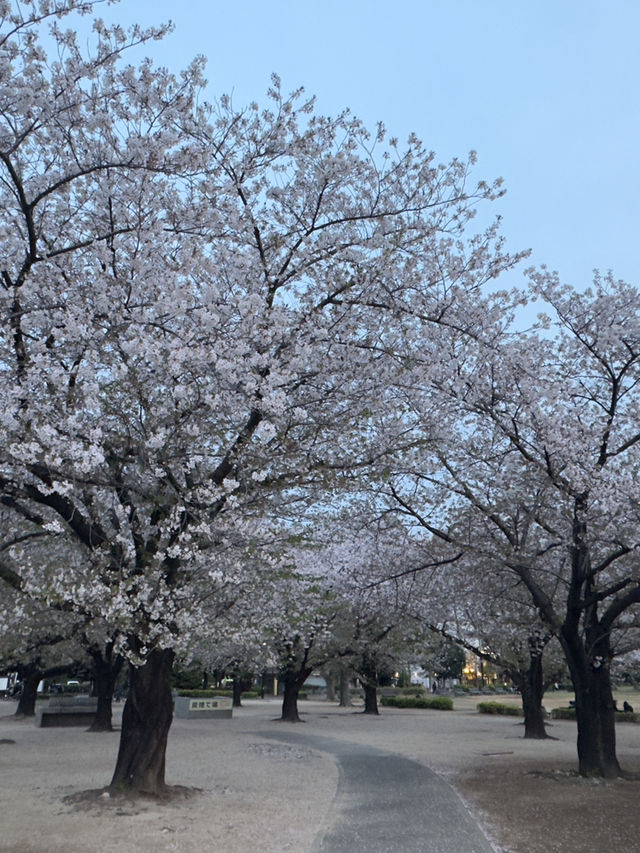 東京｜木場公園的櫻花魅力