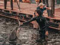 Swim with Dolphins in Kyushu: A One-Day Escape to Youra, Tsukumi