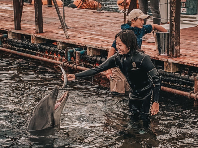 Swim with Dolphins in Kyushu: A One-Day Escape to Youra, Tsukumi