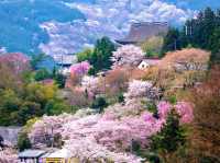 Mount Yoshino Cherry Blossoms: Japan’s Most Epic Sakura Destination