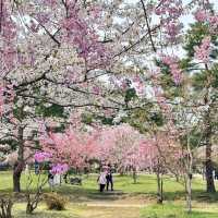 【青森】ちょうど見頃！どこを撮っても桜🌸
