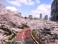 🌸 “Sakura, Skyscrapers, and Sweet Surprises at Akasaka Sacas!” 🌸
