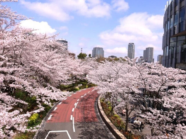 🌸 “Sakura, Skyscrapers, and Sweet Surprises at Akasaka Sacas!” 🌸