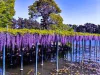 【愛知・津島市】4月中旬〜5月上旬が見頃！藤の花の絶景スポット