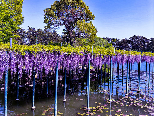 【愛知・津島市】4月中旬〜5月上旬が見頃！藤の花の絶景スポット